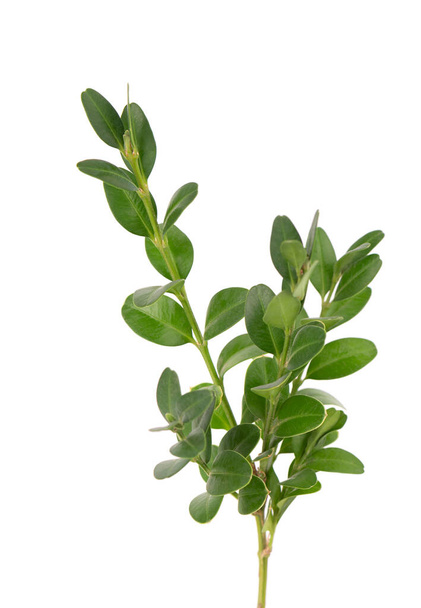 Ramo di bosso isolato su sfondo bianco. Un ramoscello di bosso verde. Buxus con percorso di ritaglio - Foto, immagini