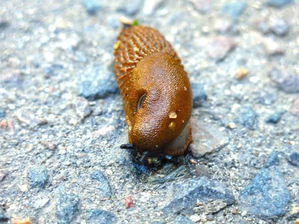 huge brown Spanish slugs Arion lusitanicus crawl in the summer in the Moscow region - Photo, Image