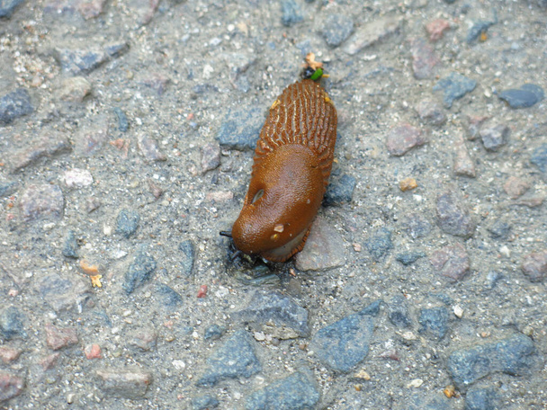 huge brown Spanish slugs Arion lusitanicus crawl in the summer in the Moscow region - Photo, Image