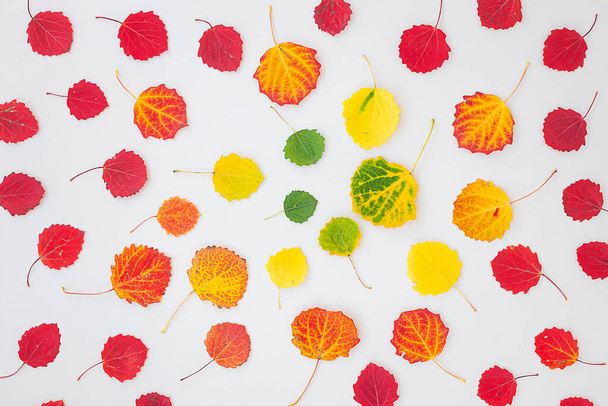 Φθινόπωρο επίπεδη lay: πράσινο, κίτρινο και κόκκινο φύλλα διατάσσονται από το χρώμα. Φυσική κλίση. Άποψη από ψηλά. - Φωτογραφία, εικόνα