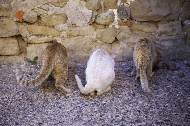 Streunende Katzen fressen auf der Straße, Detail ausgesetzter Tiere - Foto, Bild