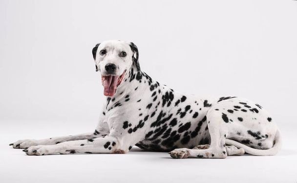 Dalmatský pes sedí a čelí izolované s bílým pozadím - Fotografie, Obrázek