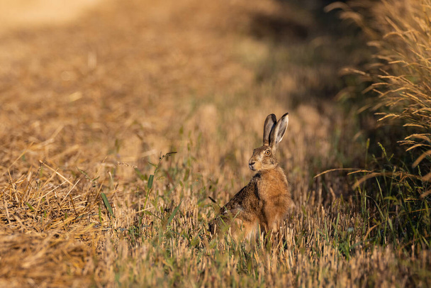 Hare 's head in light of raising sun in summer among fuzzy stubble, Περιοχή Podlasie, Πολωνία, Ευρώπη - Φωτογραφία, εικόνα