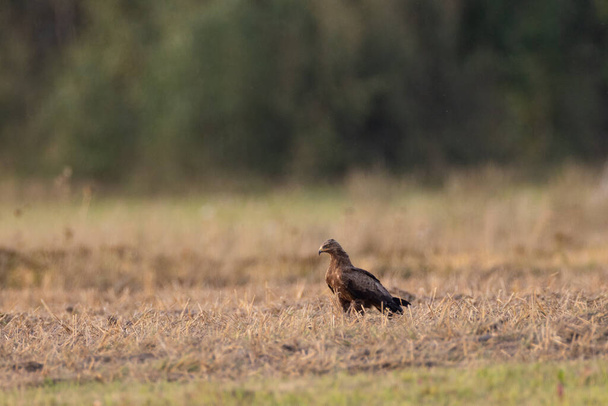 Lesser spotted eagle (Clanga pomarina) in ground perching, Podlaskie Voivodeship, Poland, Europe - Photo, Image