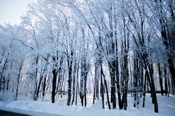 Muchos árboles altos llenos de nieve durante el invierno - nieve pesada - Foto, Imagen