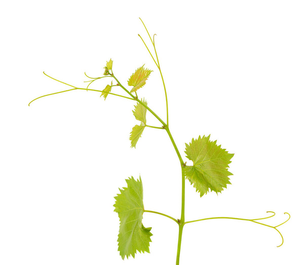 Vihreät rypäleen lehdet eristetty valkoisella pohjalla. Kevät viiniköynnöksen lehtien kanssa - Valokuva, kuva