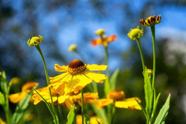 Κίτρινο λουλούδι ελένιουμ στον κήπο του καλοκαιριού, φόντο. - Φωτογραφία, εικόνα