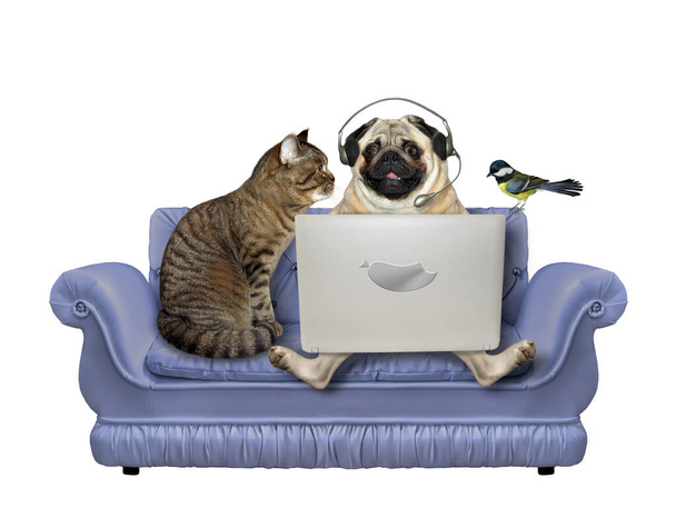 A pug dog in headphones and a cat are sitting on a divan and using a laptop. A bird is next to them. White background. Isolated. - Zdjęcie, obraz