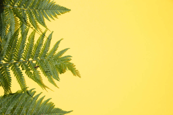 Fern leaves on a yellow background.Horizontal placement. Place for copy space - Fotografie, Obrázek
