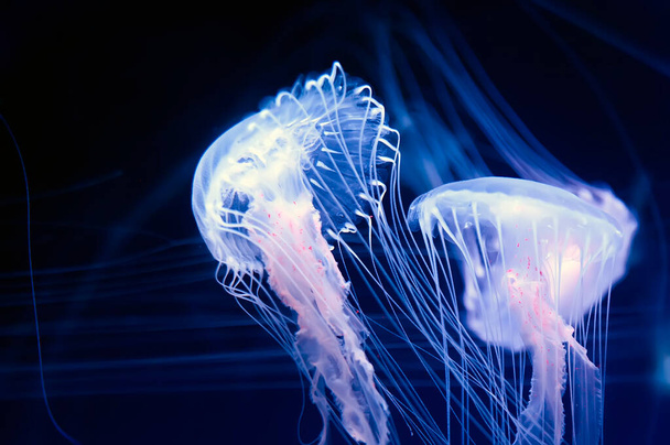 Amakusa medúzy (Sanderia malayensis) detailní záběr - Fotografie, Obrázek