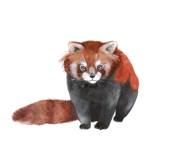 Cute watercolor red panda on the white background - Photo, Image