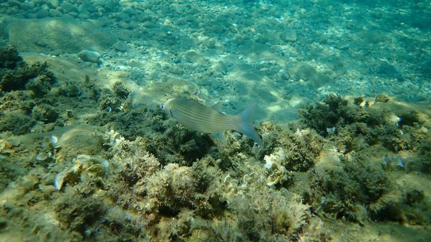 Flathead grey mullet, flathead mullet, csíkos mullet (Mugil cephalus) a tenger alatt, Égei-tenger, Görögország, Halkidiki - Fotó, kép