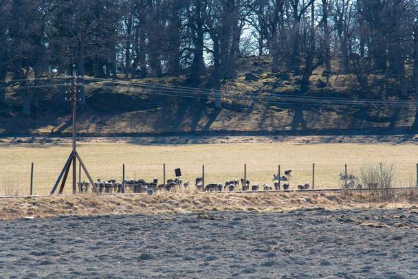 La vista dei cervi pascolare pacificamente su un campo a Gripsholms Hjorthage, Svezia. - Foto, immagini