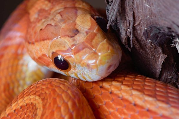 Σούπερ κοντά μακροεντολή εικόνα, μπροστινή άποψη του προσώπου πορτοκαλί φίδι καλαμπόκι κατοικίδιο ζώο. Στόμα και χάντρες γύρω από τα μαύρα μάτια είναι ξεκάθαρα ορατά.. - Φωτογραφία, εικόνα