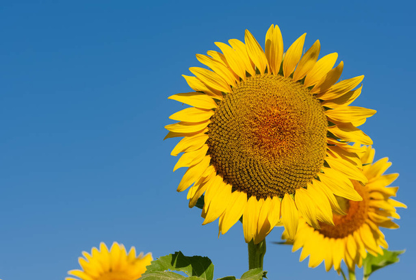 maataloustuotteet, kuvia kukkivat auringonkukat - Valokuva, kuva
