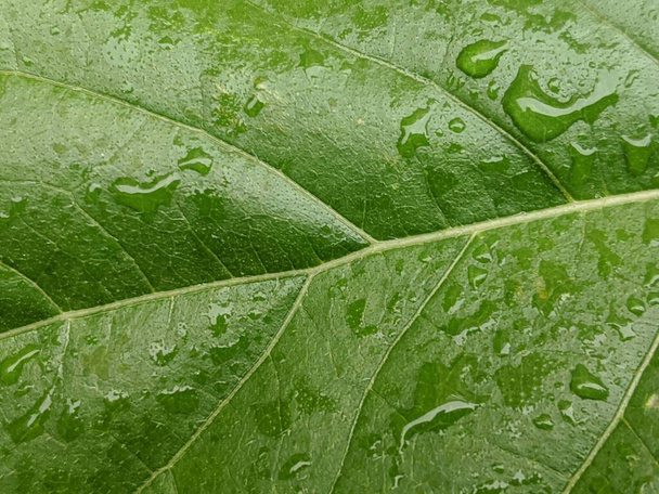 Regendruppels op een groene plant blad gestructureerde achtergrond - Foto, afbeelding