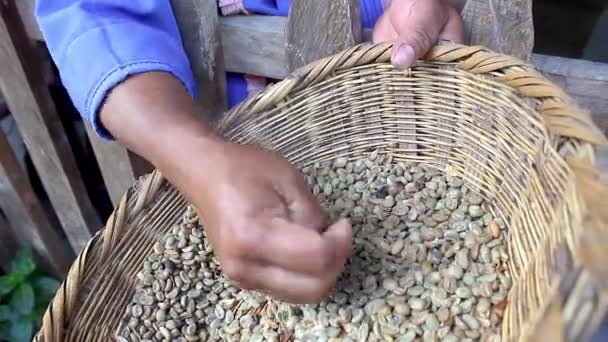 Una mujer seleccionando granos de café malos dentro de un mimbre de fibra - Metraje, vídeo
