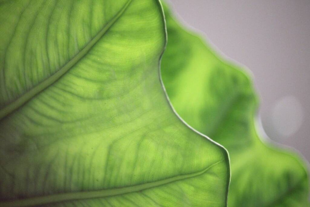 Zielona roślina Adam Alocasia adora - Zdjęcie, obraz