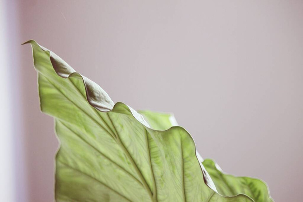 Yeşil bitki Adam Alocasia adora - Fotoğraf, Görsel