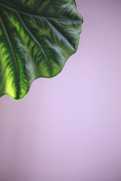Groene kamerplant Adam Alocasia adora - Foto, afbeelding