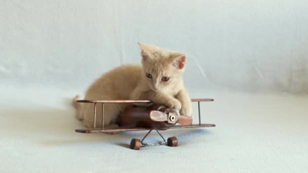 Krem rengi küçük bir kedi yavrusu beyaz bir battaniyenin üzerinde tahta bir uçakla oynuyor.. - Video, Çekim