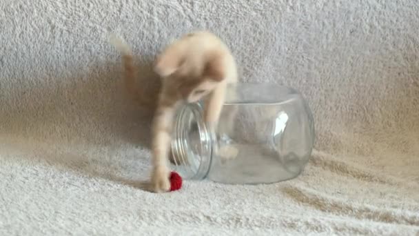 Pieni pastellivärinen kissanpentu leikkii punaisella kuminauhalla ja kiipeää lasipurkkiin. - Materiaali, video