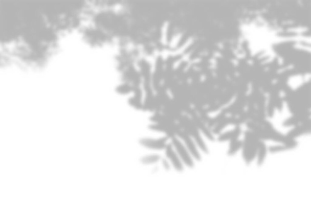 Θερινό φόντο των σκιών των φυτών. Σκιά από τα φύλλα ενός κλαδιού Ρόουαν σε ένα λευκό τοίχο. Λευκό και μαύρο για την επιβολή μιας φωτογραφίας ή mockup - Φωτογραφία, εικόνα