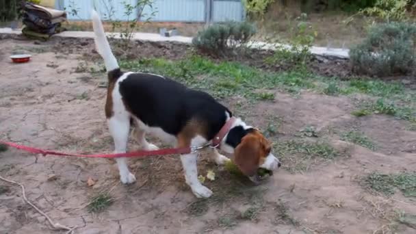 Un cane Beagle mordicchia una zucchina fresca. La ragazza prende le zucchine. - Filmati, video