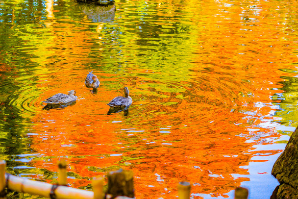 Sonbahar yaprakları yansıtılan gölet ördeği - Fotoğraf, Görsel