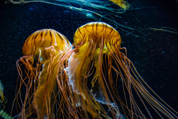 Зображення медузи (поні медузи
) - Фото, зображення