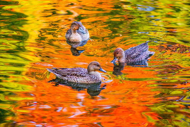 Pato de estanque con hojas de otoño reflejadas - Foto, imagen