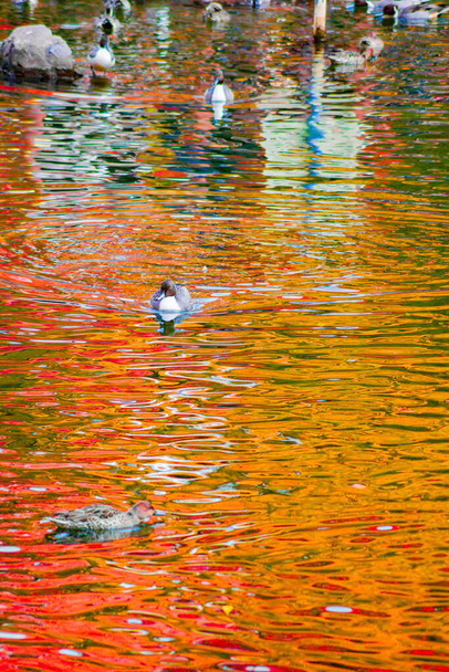 Pato de estanque con hojas de otoño reflejadas - Foto, Imagen