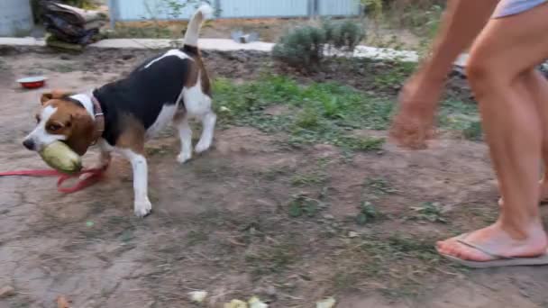 Hunderasse der Beagle zerreißt den Kürbis. Der Besitzer versucht, dem Tier die Zucchini wegzunehmen. - Filmmaterial, Video