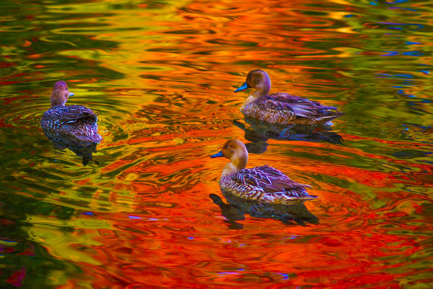 Canard d'étang aux feuilles d'automne réfléchies - Photo, image