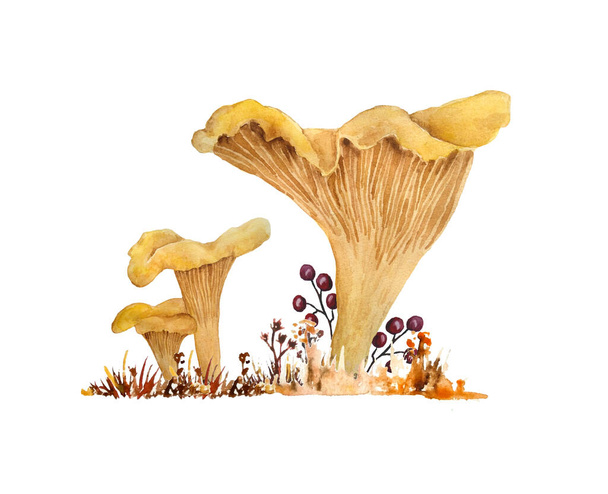 Hand drawn watercolor illustration of chanterelle cibarius edible wild fungi mushrooms in autumn fall wood. Orange yellow fungus in woodland forest dry grass. Natural plants nature harvest mushroom. - Photo, Image