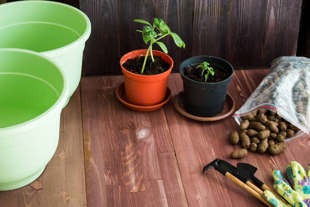  home gardening, home growing. Pots, gloves, tools on a wooden background. seedlings - Photo, Image