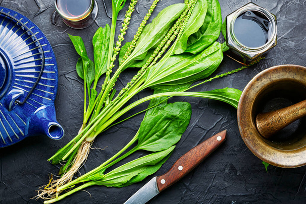 Healing herbal tea from plantain.Teapot with medicinal herbal tea.Herbal medicine - Photo, Image