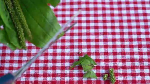 Cuting Plantago into small pieces with scissors for tea - Footage, Video