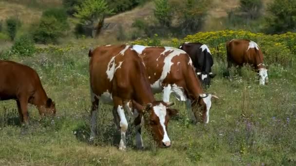 Una manada de vacas marrones pastando en un prado. - Metraje, vídeo