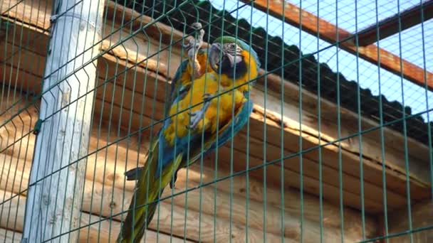 Niebiesko-żółta macaw siedzi w klatce na ulicy - Materiał filmowy, wideo