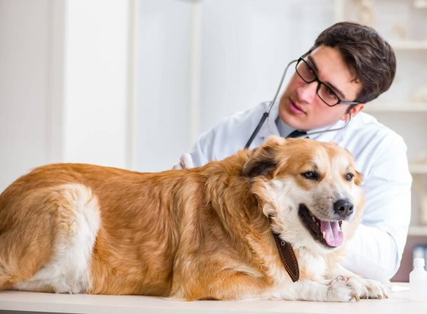 Врач осматривает собаку-ретривера в ветеринарной клинике - Фото, изображение