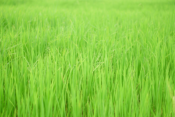 zelená rýže na listí rýžové pole a stromek v zemědělství farma pro sklizeň a hlavní potraviny v Asii nebo na venkově v Thajsku - Fotografie, Obrázek