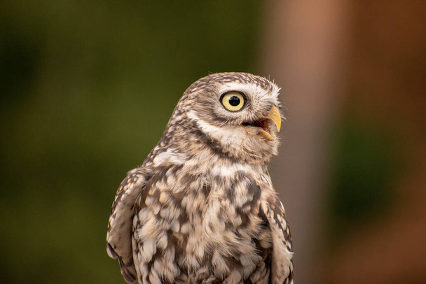 A selective focus shot of a spotted brown little owl - Fotó, kép
