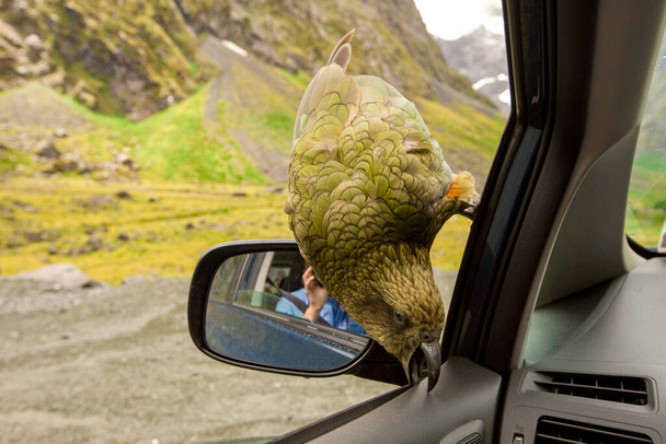 Kea-Papagei bricht Auto zusammen - Foto, Bild