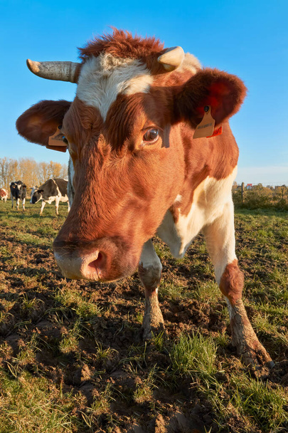 暖かい秋の光の中で牛乳牛の閉鎖 - 写真・画像