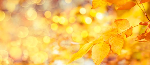 Autumn background with orange, yellow leaves and golden sun lights, natural bokeh. Fall nature landscape with copy space - Foto, Imagen