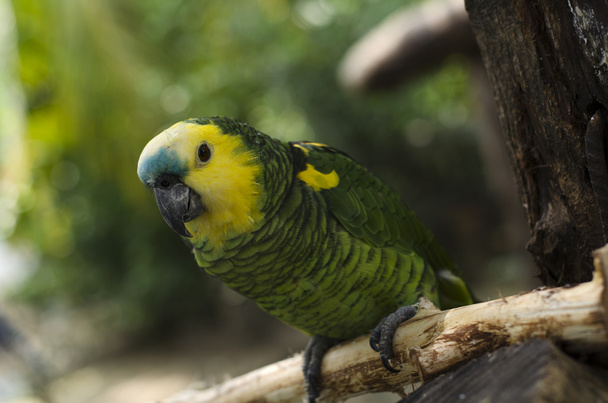 Прекрасний папуга сидить на окулярах
 - Фото, зображення