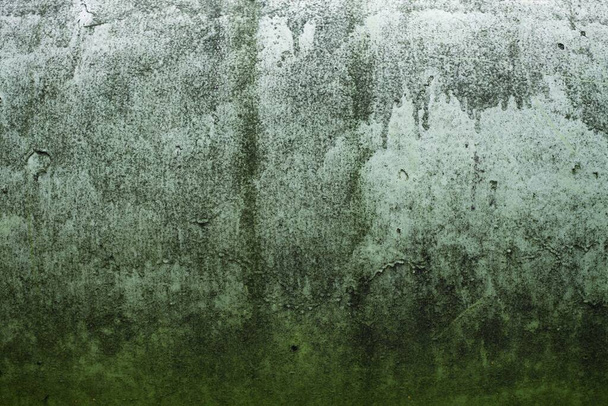 Zöld felület mohával borítva - Fotó, kép