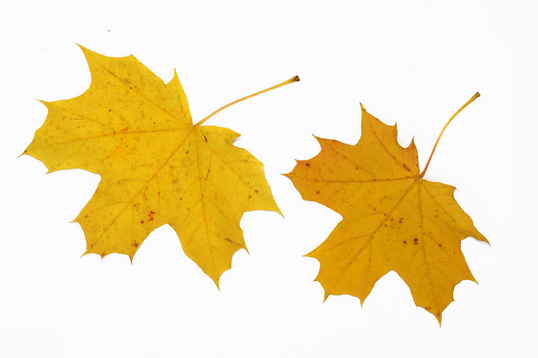 Gelbe Blätter des Herbst-Ahorns aus nächster Nähe. Vereinzelt auf weißem Hintergrund. Vorlage für Designer - Foto, Bild