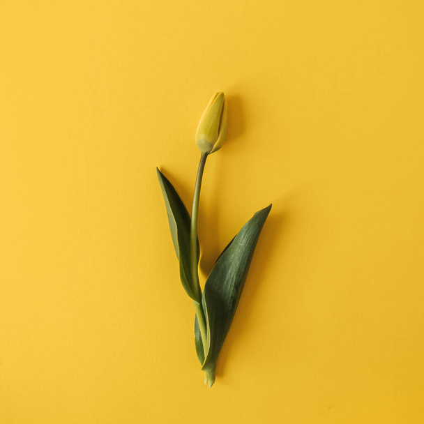 One yellow tulip flower on yellow background. Flat lay, top view floral festive holiday concept - Photo, Image